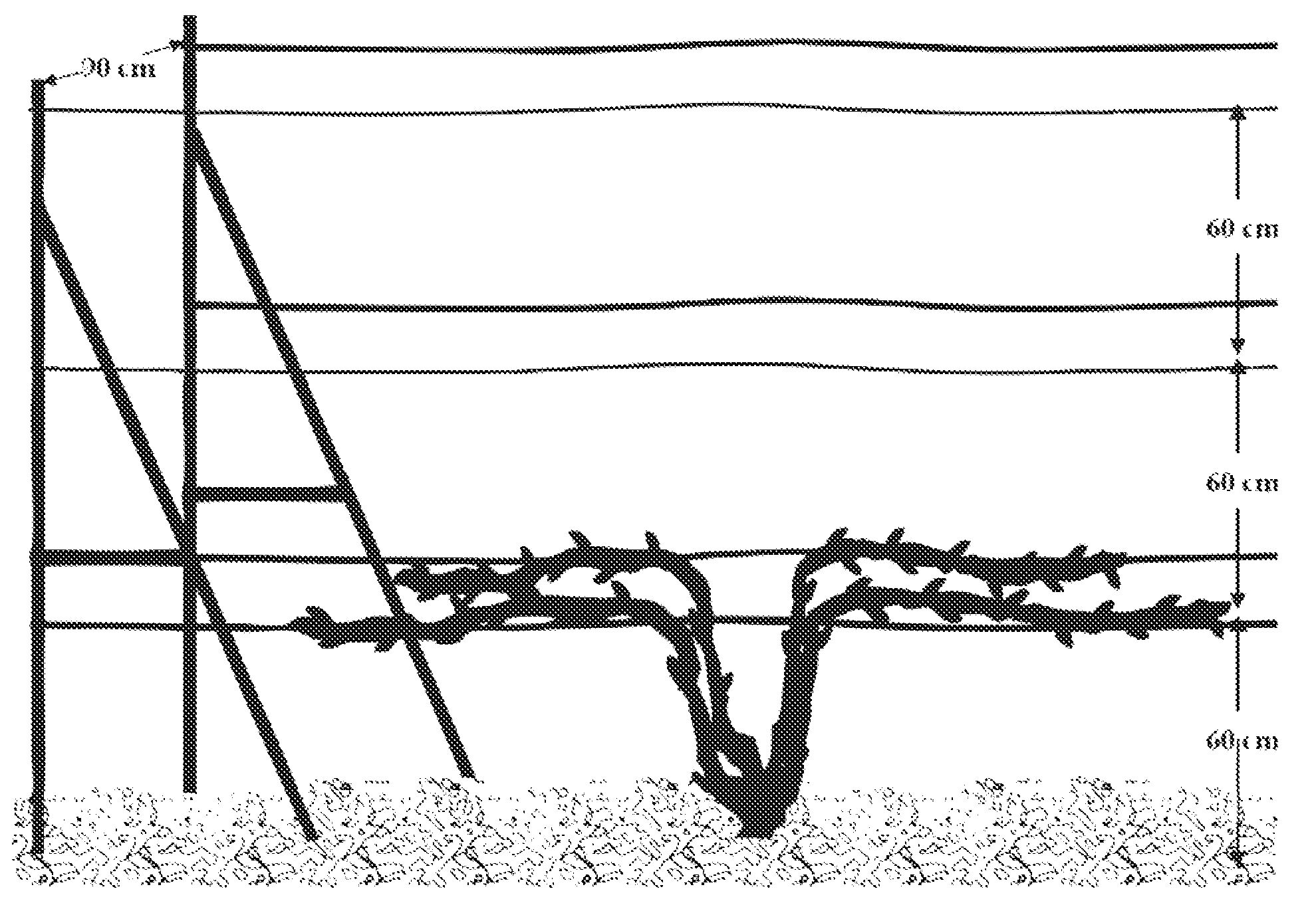 US-7818915-B1 figure 2