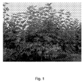 US-7818915-B1 figure 3
