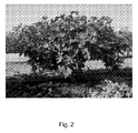 US-7818915-B1 figure 5