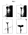 US-7923601-B2 figure 7